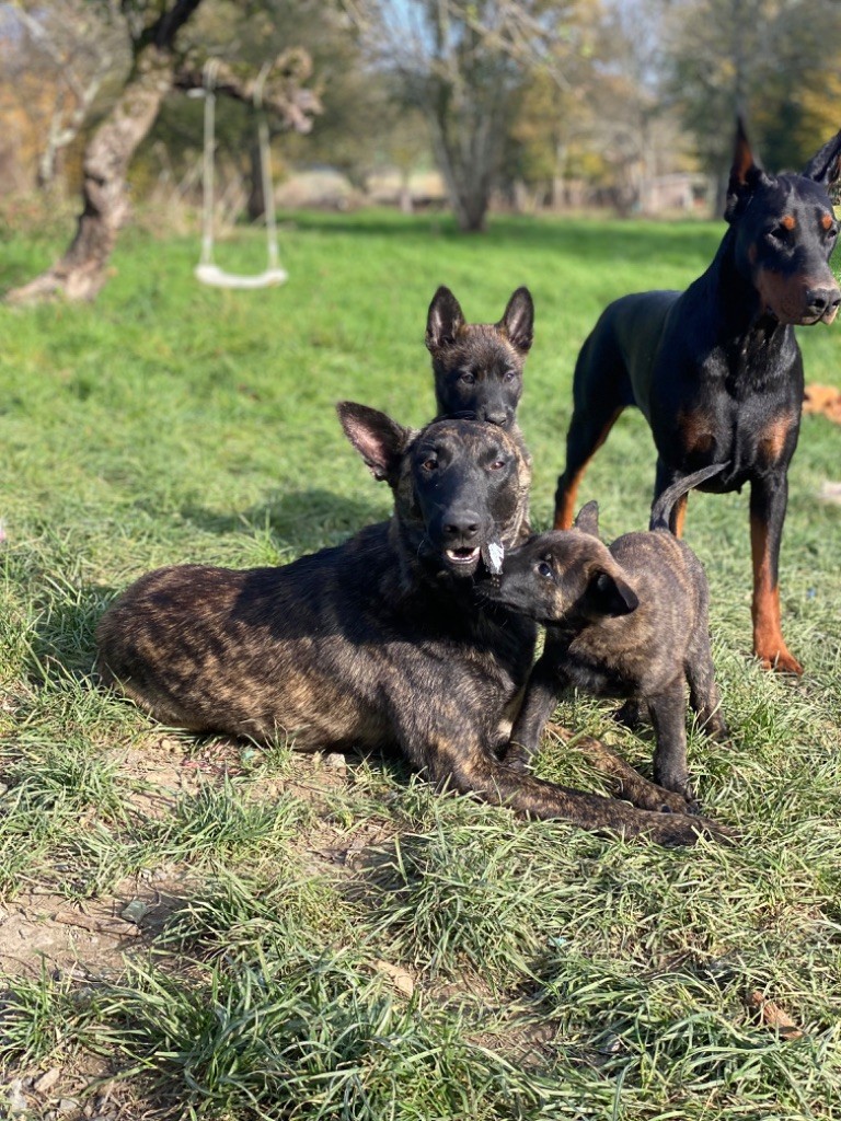 chiot Berger hollandais De La Tribu Des Terres Noires