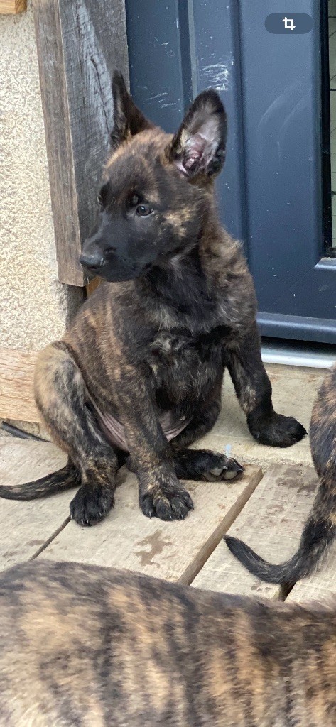 De La Tribu Des Terres Noires - Chiot disponible  - Berger hollandais