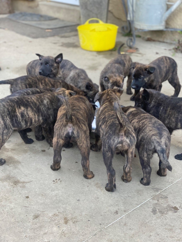 chiot Berger hollandais De La Tribu Des Terres Noires