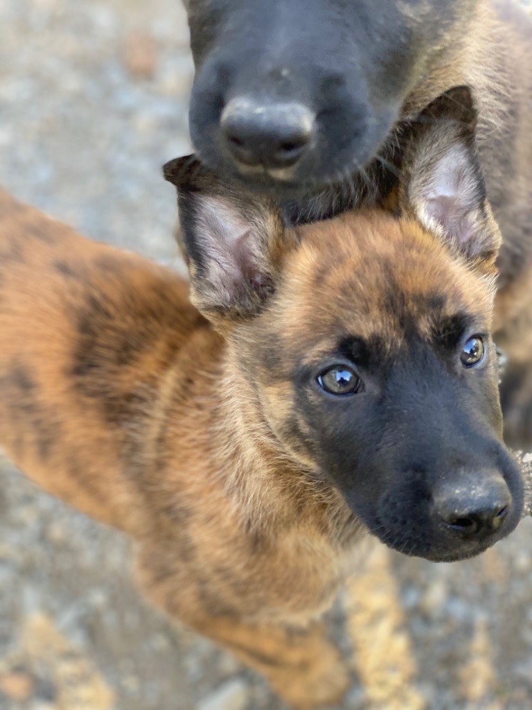 De La Tribu Des Terres Noires - Chiot disponible  - Berger hollandais