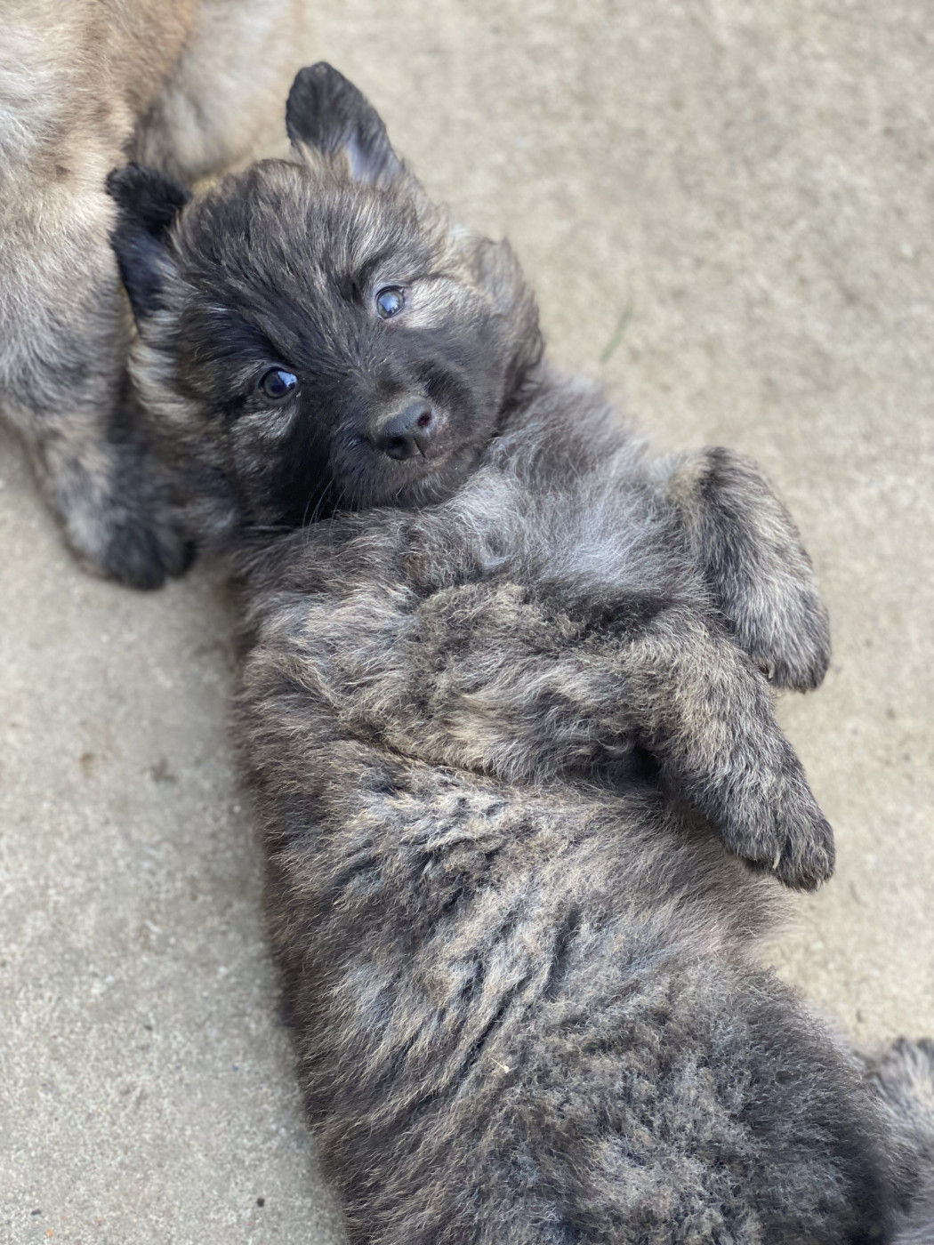 Des petits bébés choux tout poilus à prendre ♥