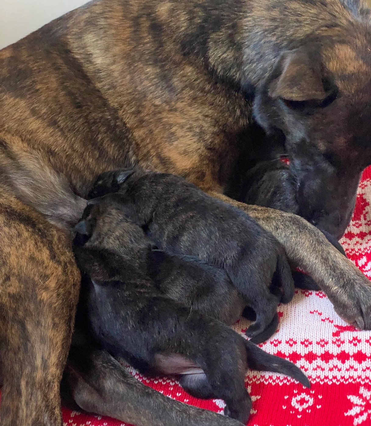 Palma et Rama, nous ont offert 8 bébés le 27 février ♥