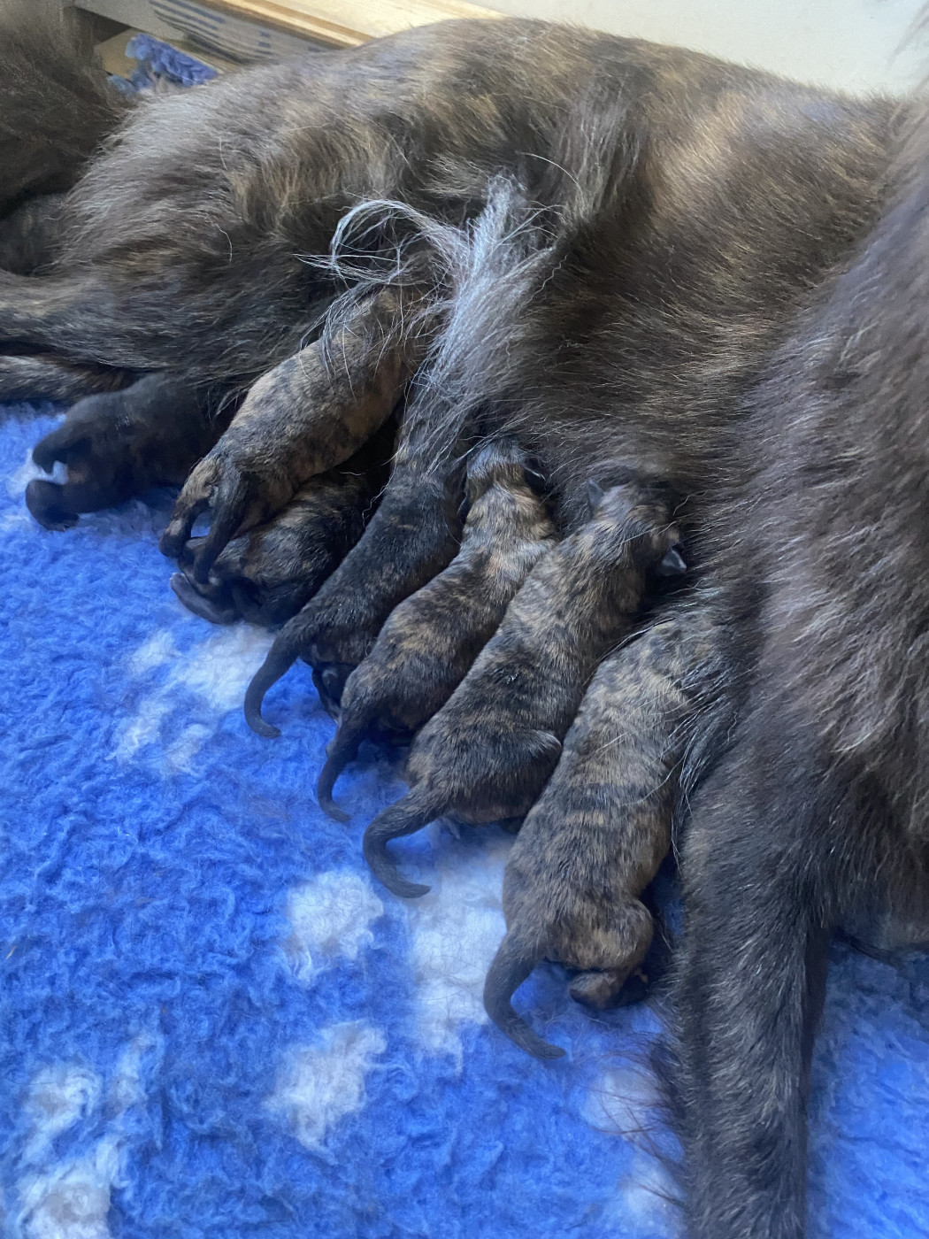 8 bébés poils longs sont nés cette nuit!