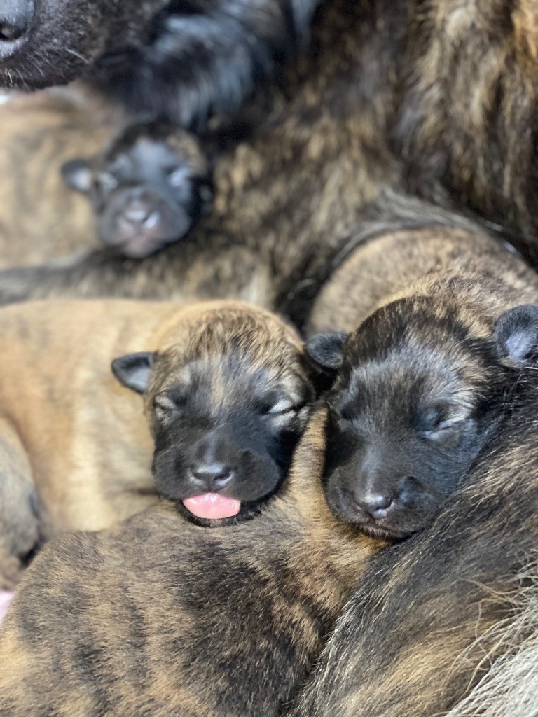 De La Tribu Des Terres Noires - Chiots disponibles - Berger hollandais