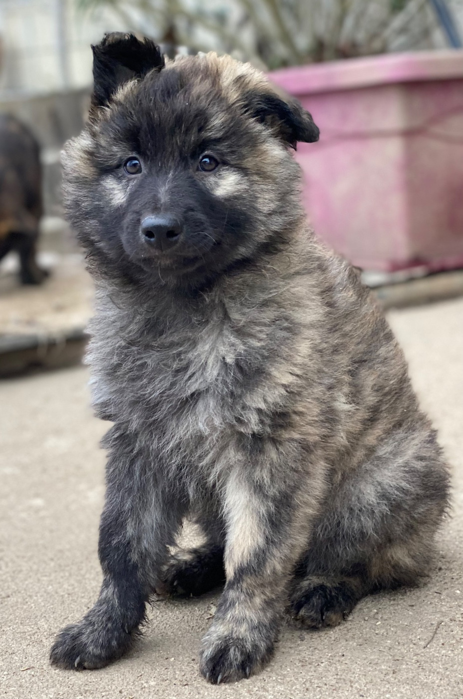 De La Tribu Des Terres Noires - Chiots disponibles - Berger hollandais