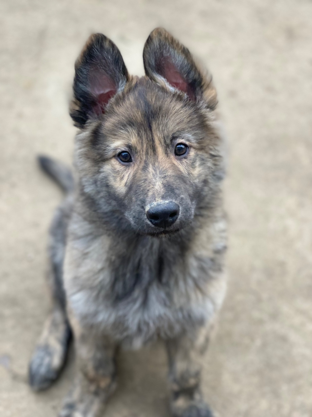 De La Tribu Des Terres Noires - Chiots disponibles - Berger hollandais