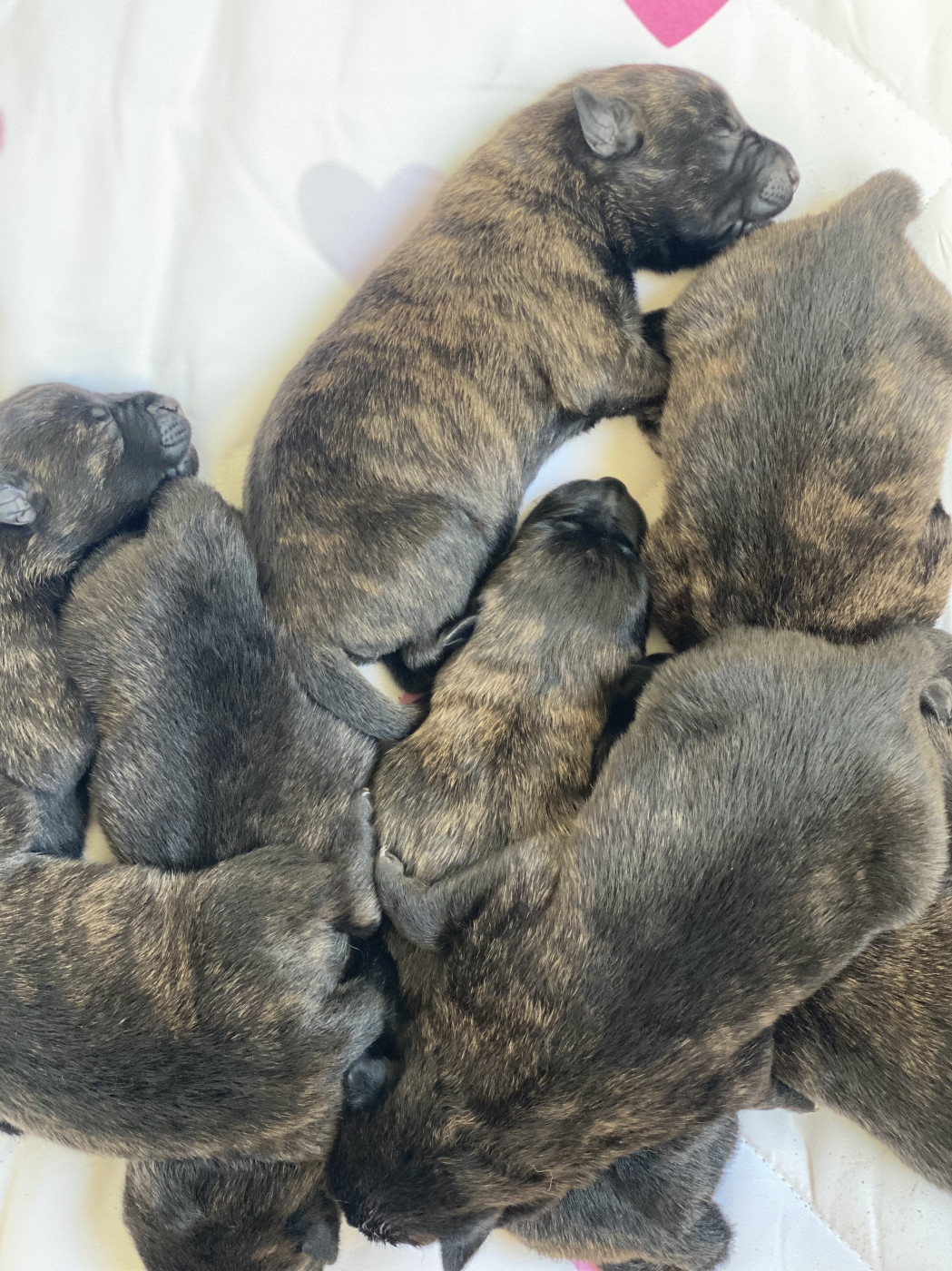 De La Tribu Des Terres Noires - Berger hollandais - Portée née le 27/02/2026