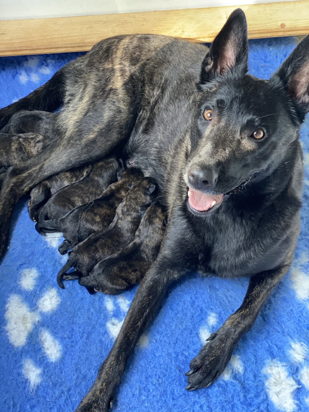 Chiot Berger hollandais De La Tribu Des Terres Noires