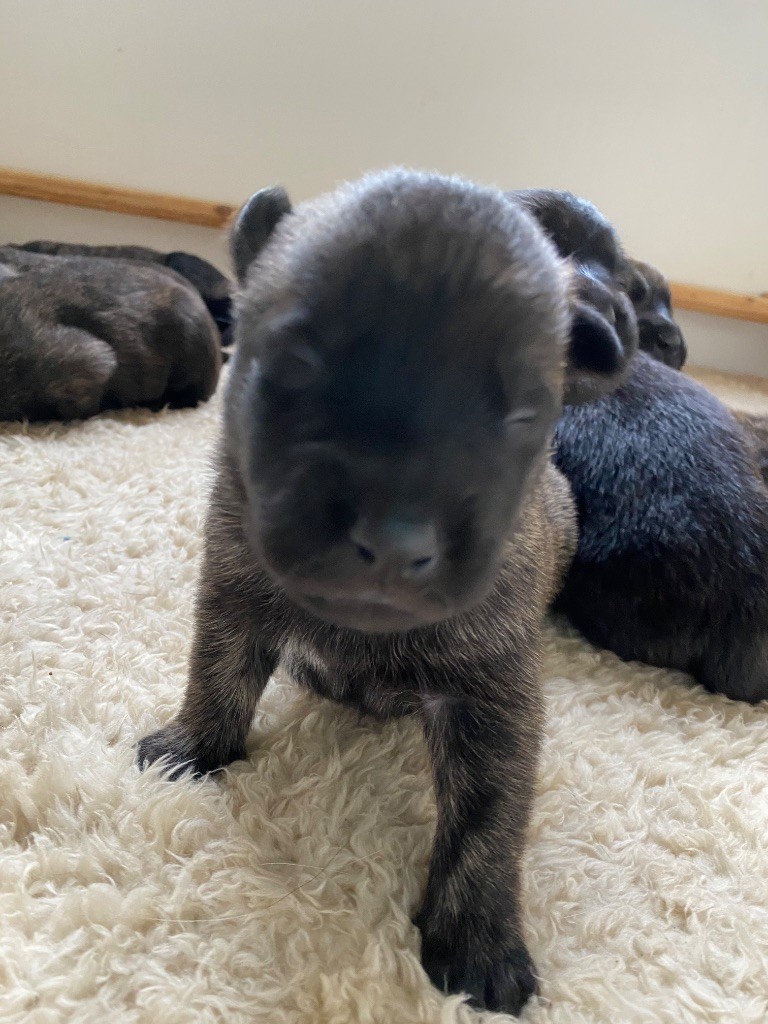 De La Tribu Des Terres Noires - Chiots disponibles - Berger hollandais