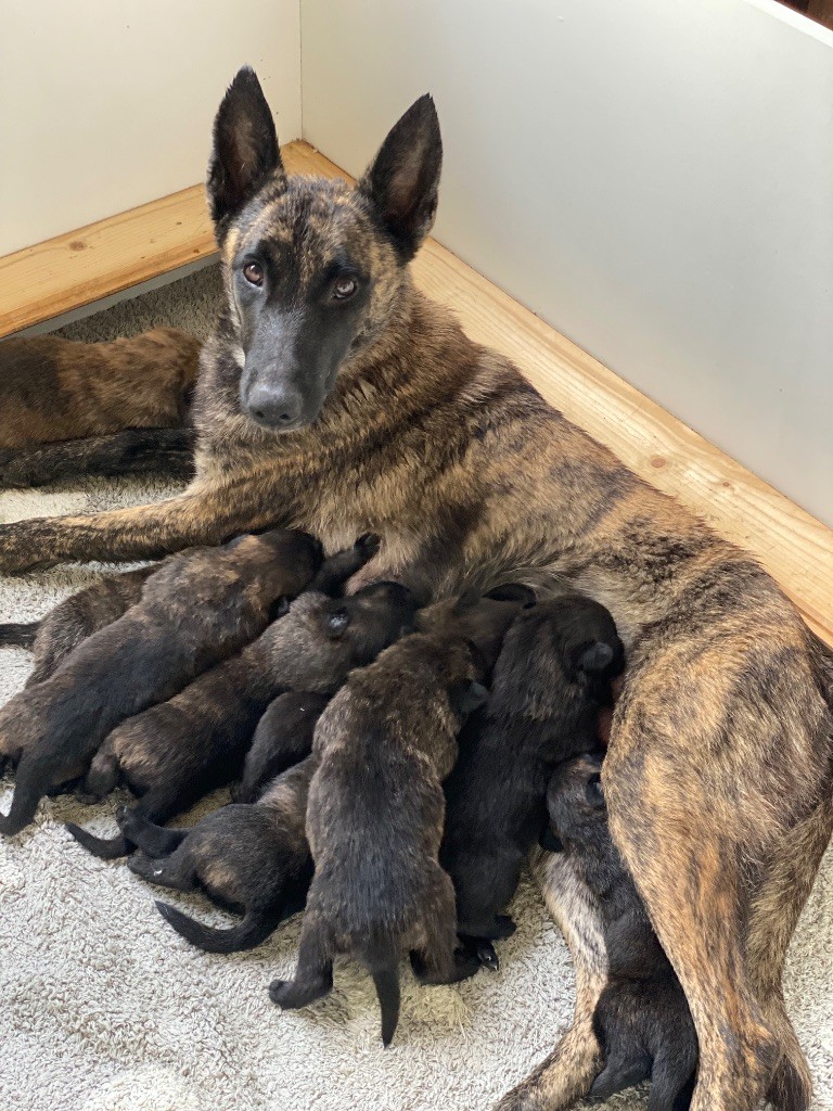 De La Tribu Des Terres Noires - Chiots disponibles - Berger hollandais